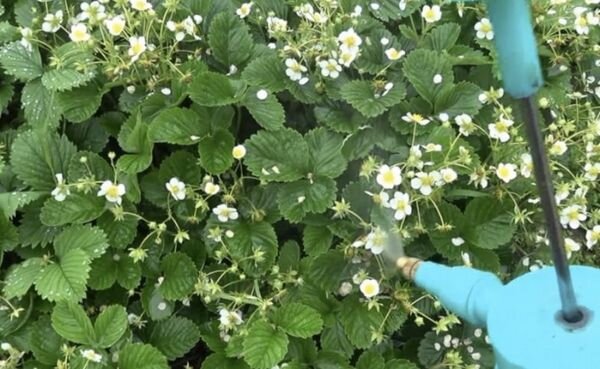 Засоренная грядка