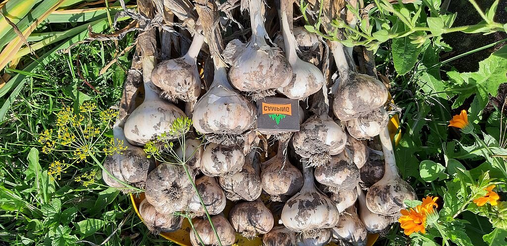 урожай чеснока сотр Заврат