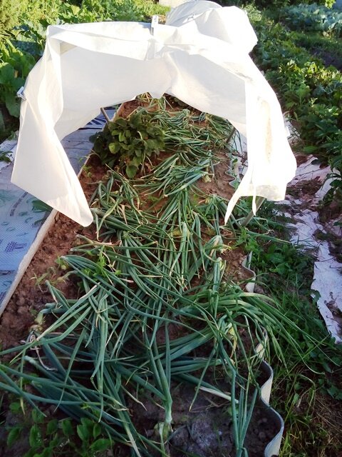 За 2-3 недели (зависит от погоды) до уборки лука я устраиваю над грядкой крышу из полиэтиленовой пленки от дождей, чтобы почва была сухой