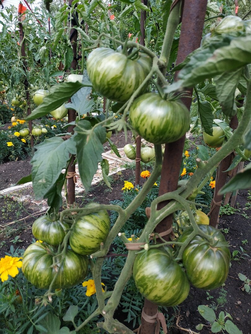 Сорт Полосатый Шоколад