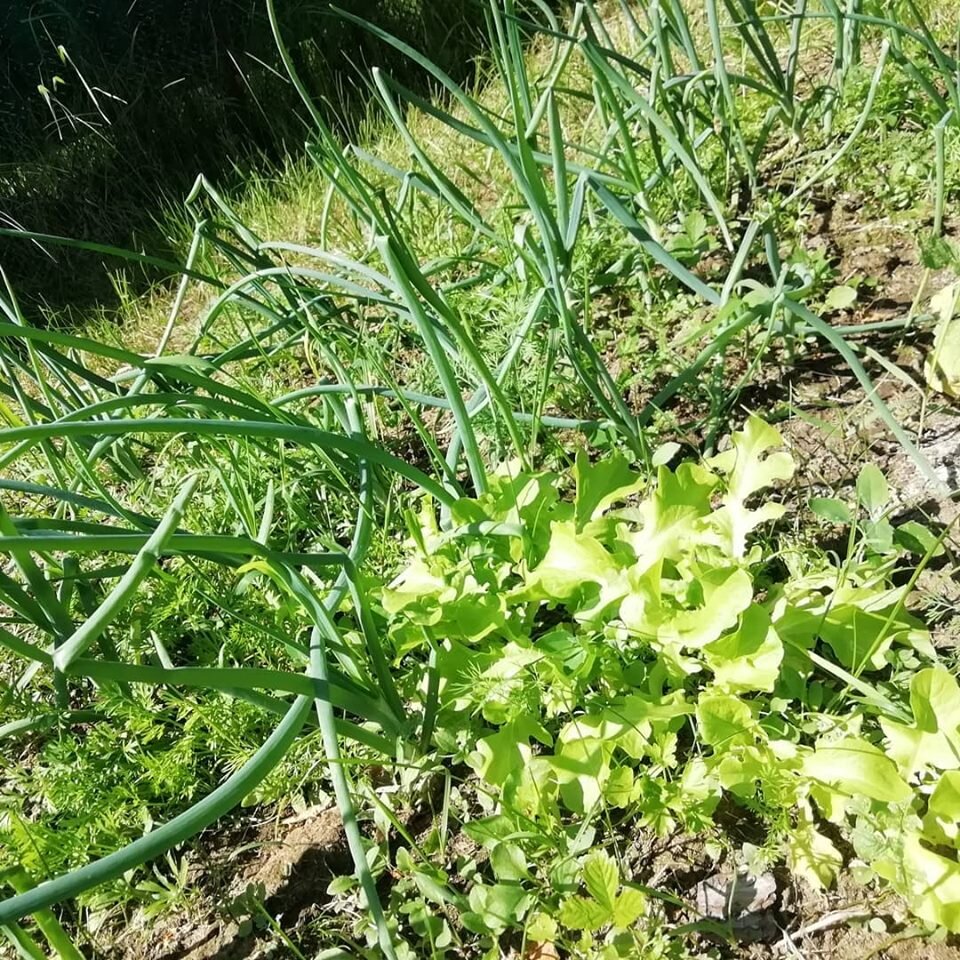 Бизнес-огород. Знакомство