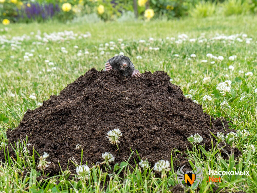 Крот и его насыпь