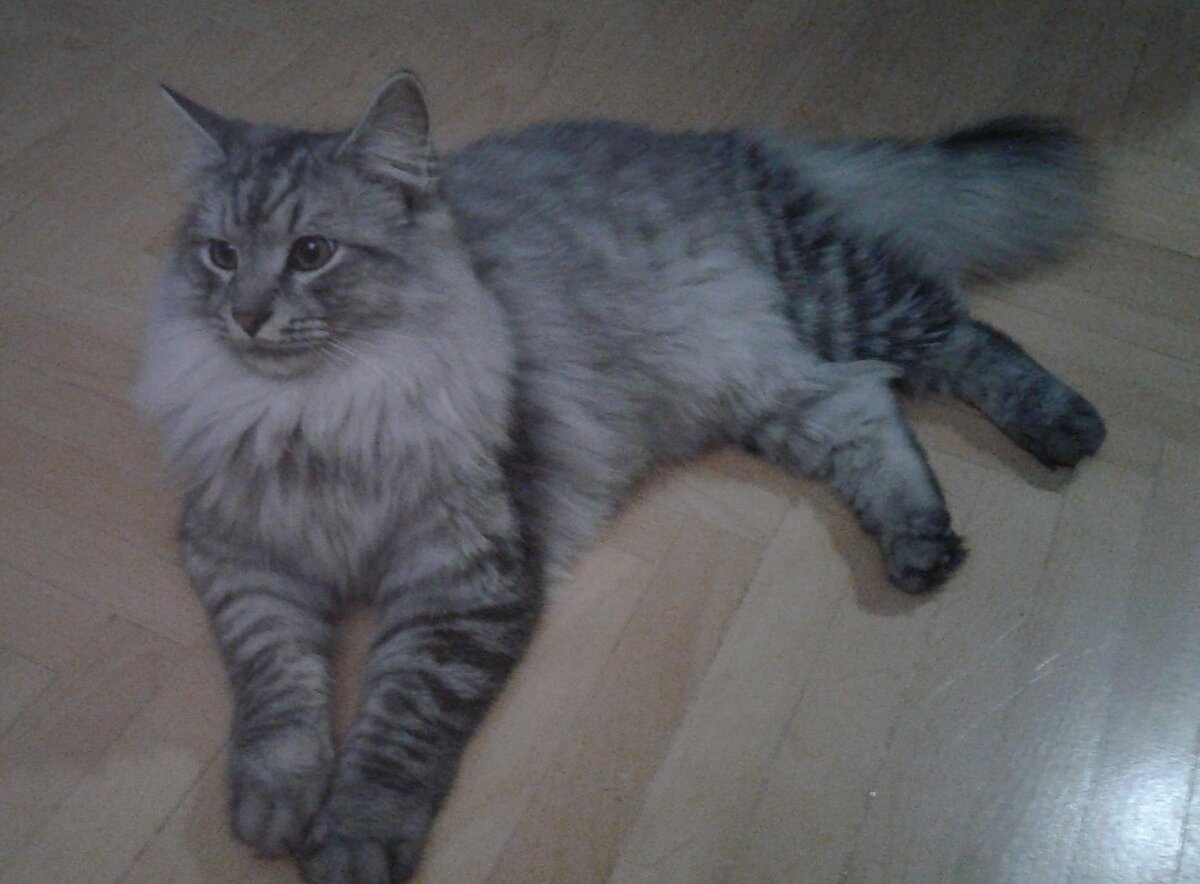 Письмо Галины из Москвы, прижизненное фото покойного кота Макса.