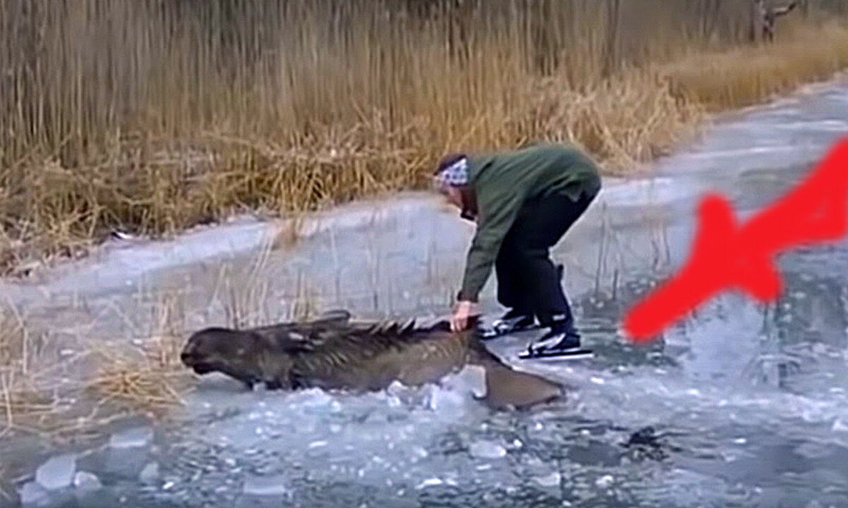 Лось в полынье