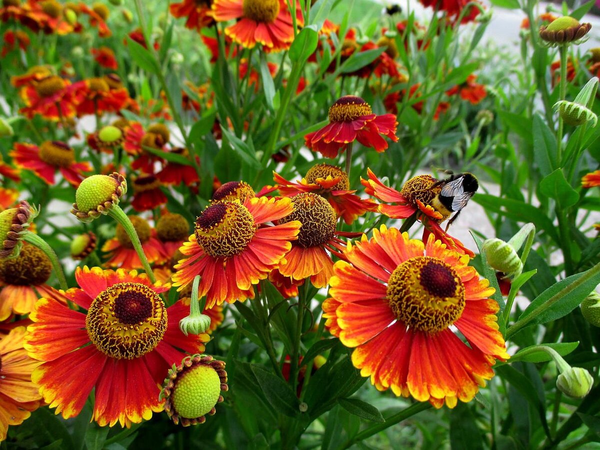 Гелениум осенний Helenium autumnale