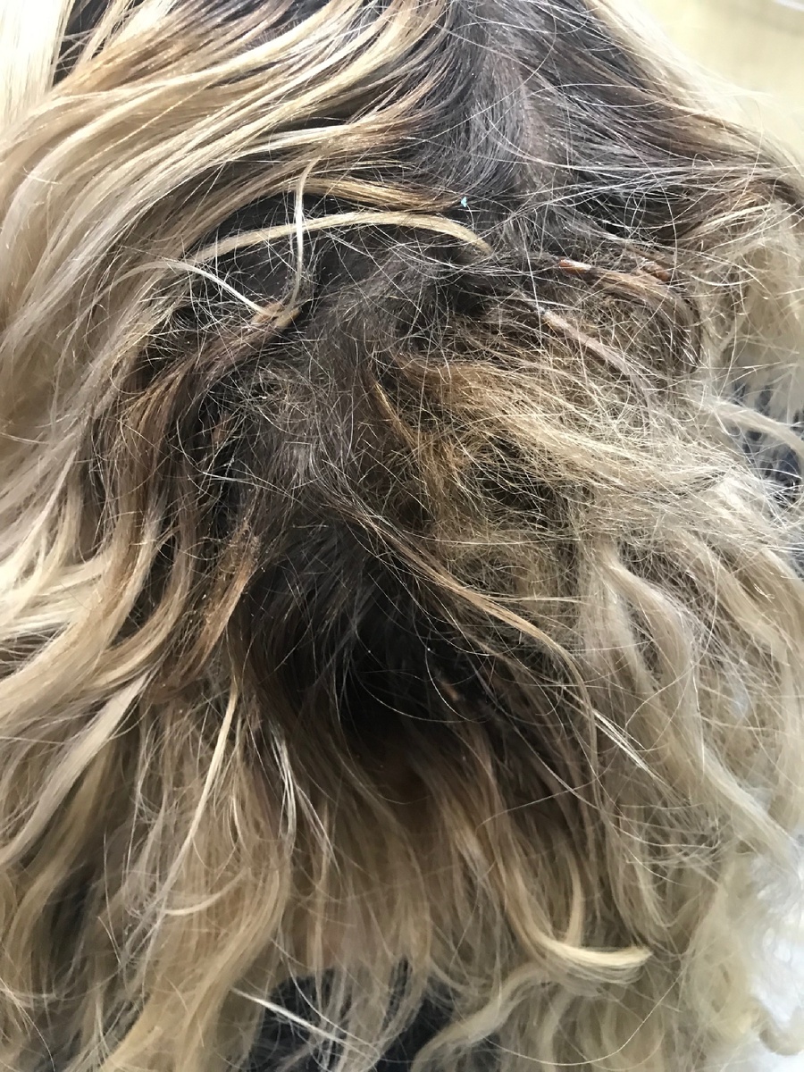 Фото до (тут проблема большая-колтуны..и небрежная работа мастера) 