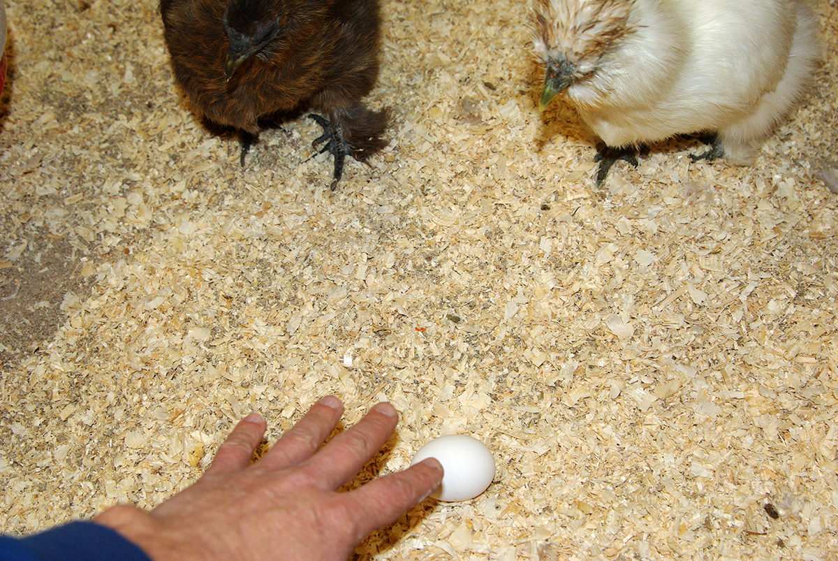 Набег на курятник