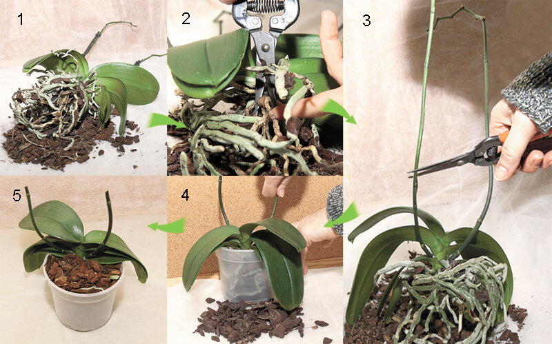 Как пересадить орхидею в домашних условиях. Пример на сорте фаленопсис.