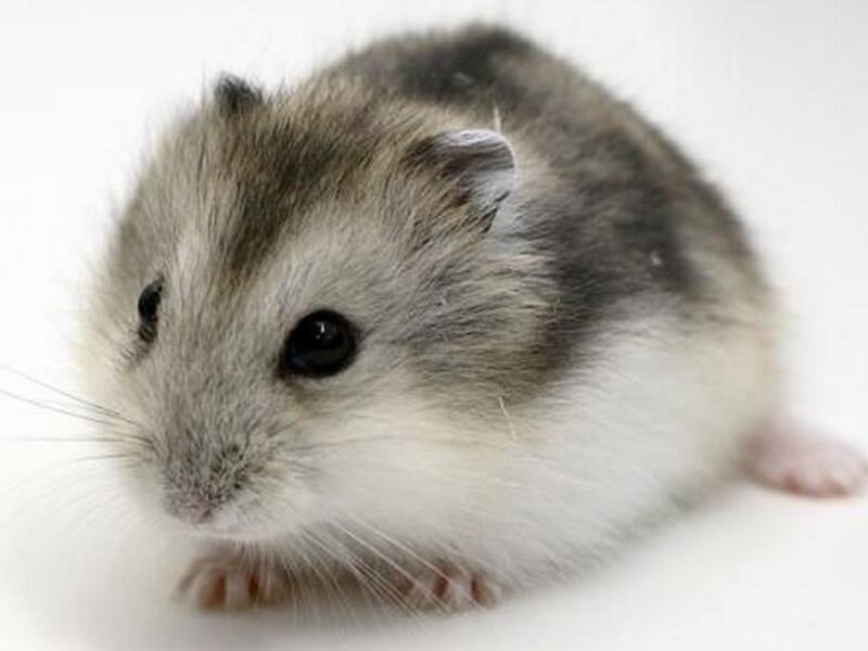 Фото: Яндекс Картинки