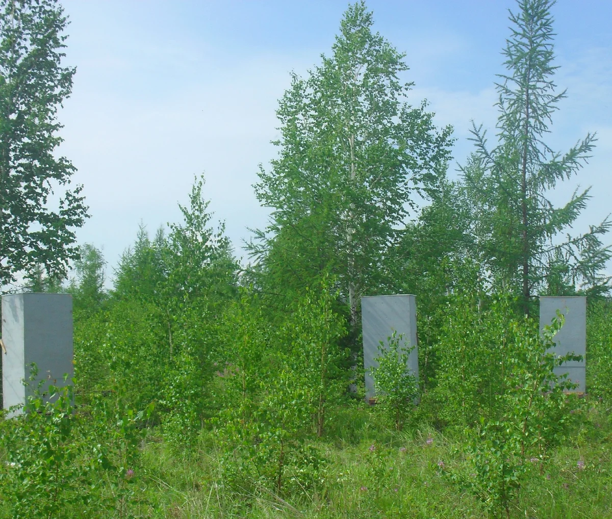 Улья по типу колоды в тайге