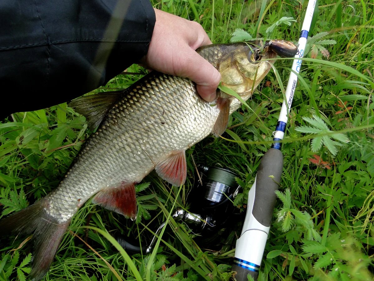 Комплект для ловли язиков ))) Спиннинг Forsage Nitro 243 2-12 + Daiwa Ninja 2000