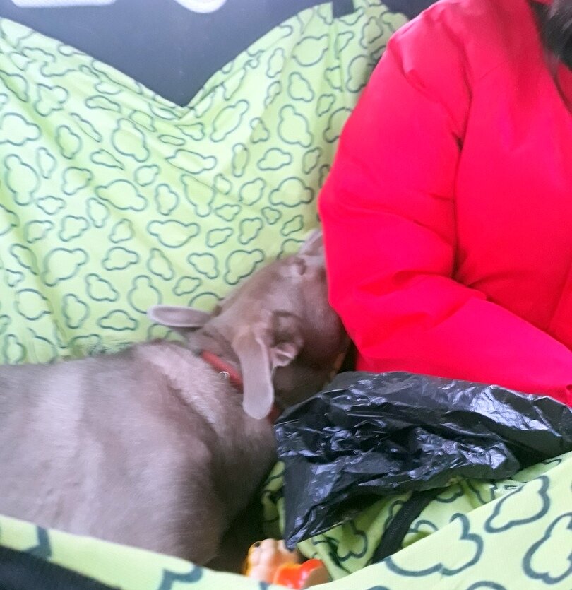 Ехала в клинику накануне вот так, с любимой игрушкой, не ожидая подвоха