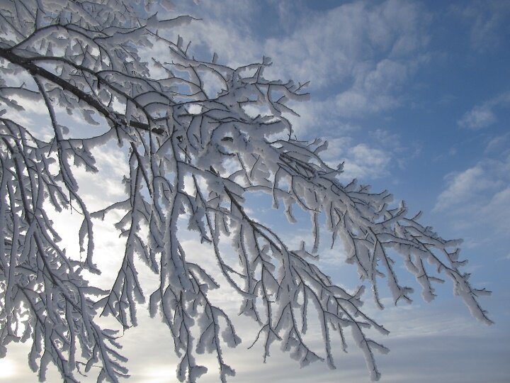 ледяной джек принц. ты гори моя звезда. зимний лес солнце. луч холода. морозные узоры.