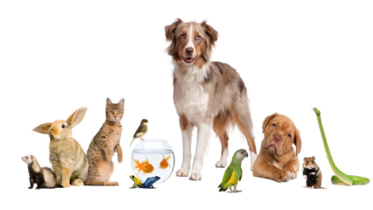  Источник Яндекс картинки 