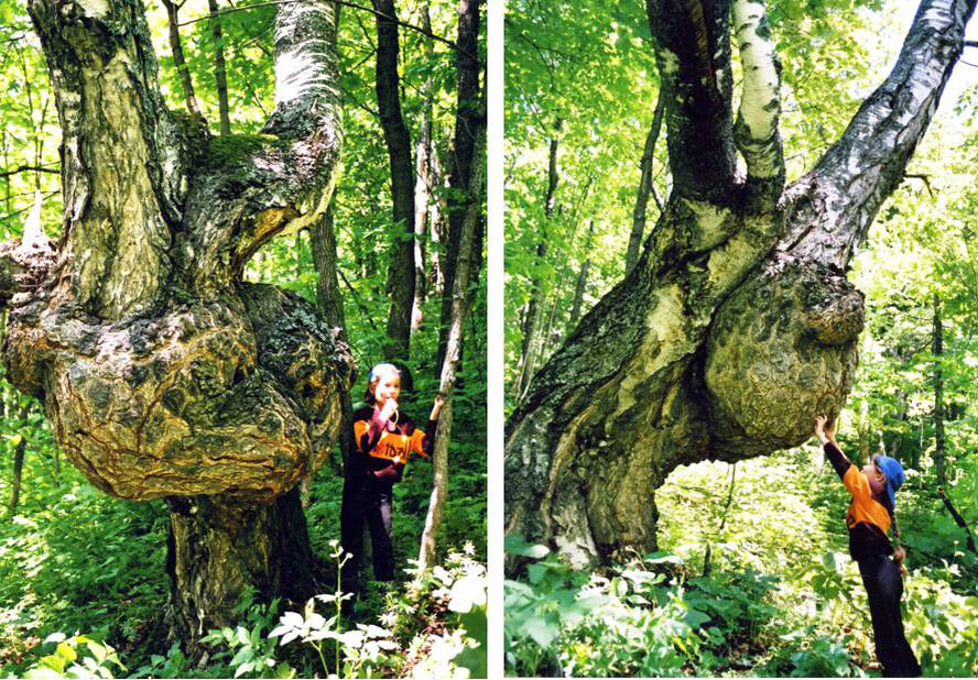 Экземпляры каповой березы у деревни Бикбирда Зианчуринского района РБ. Фото К.С. Янбаева