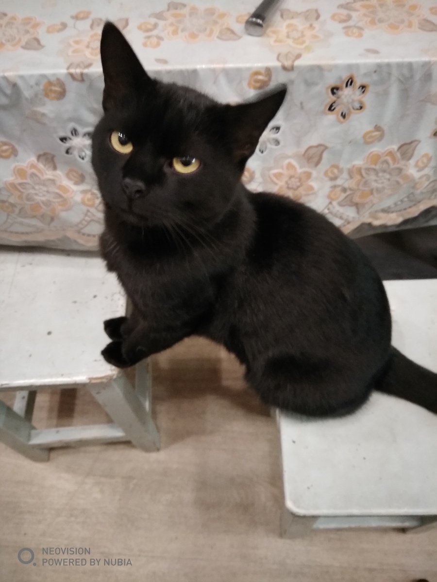 Кот Бур. Ему 3 года