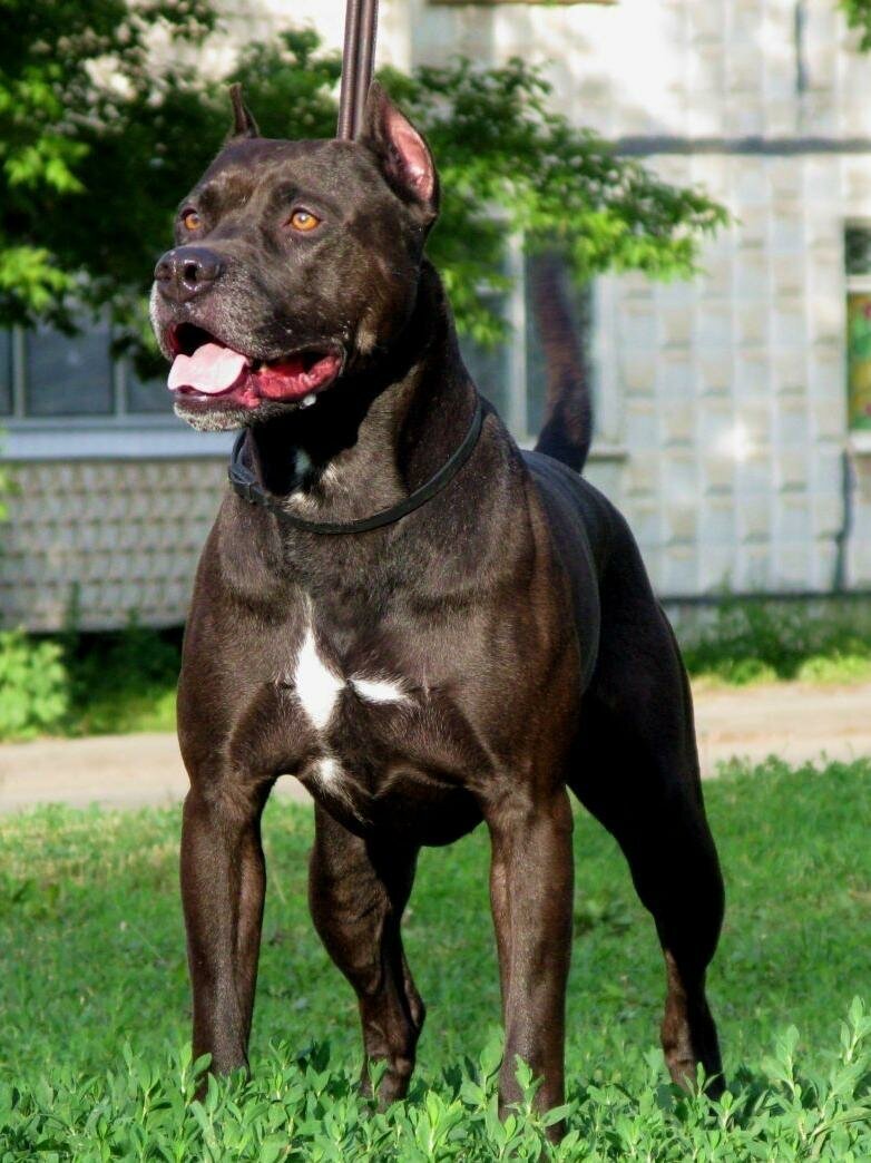 Американский питбультерьер