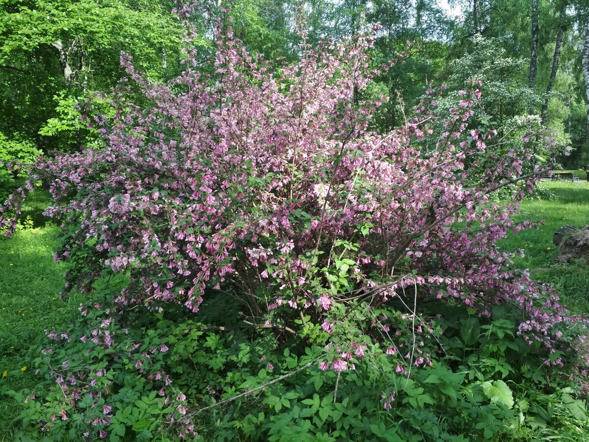 Цветущий кустарник в Ботаническом саду.