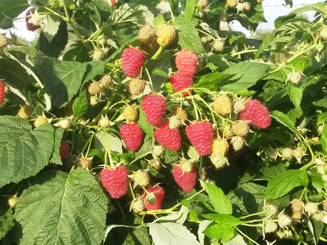 Рисунок 2 Плодоношение "Джоан Джей" (фото egemalina.ru)