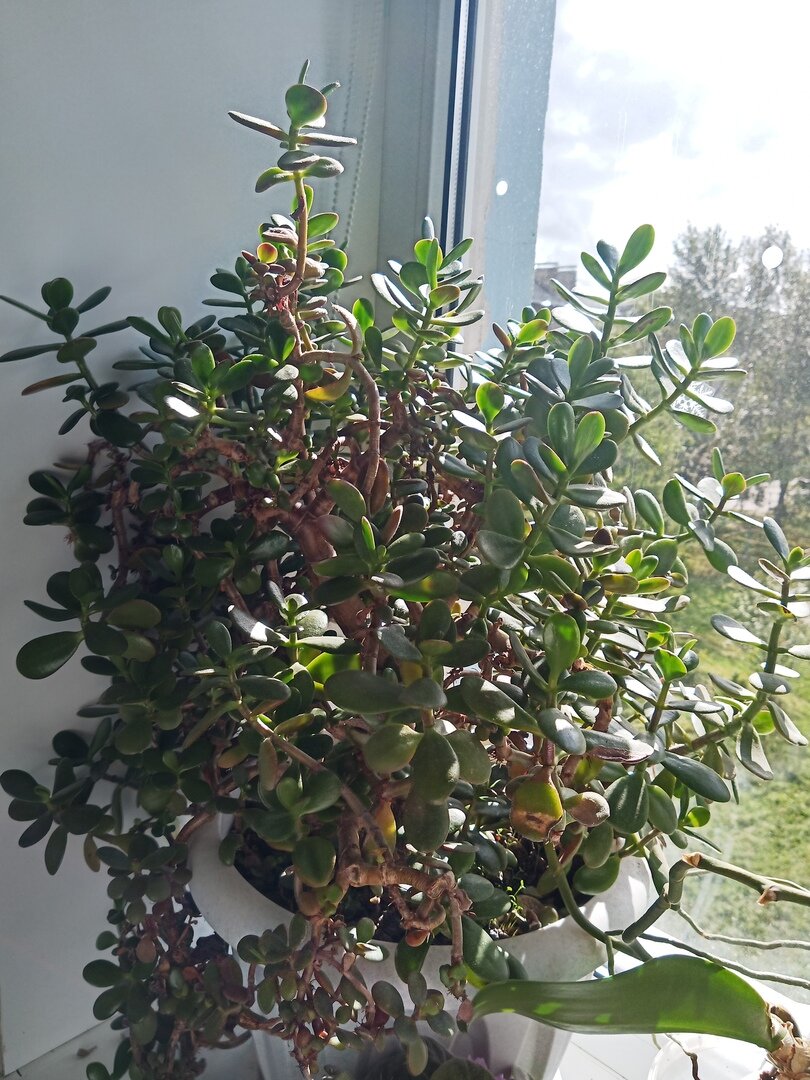 Денежное дерево или Толстянка