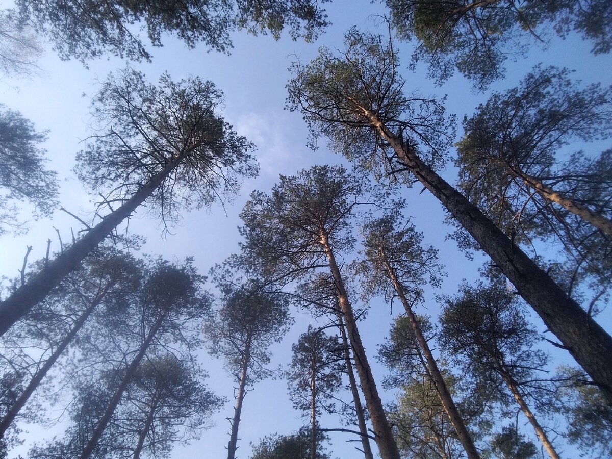 Осенний  бор. 