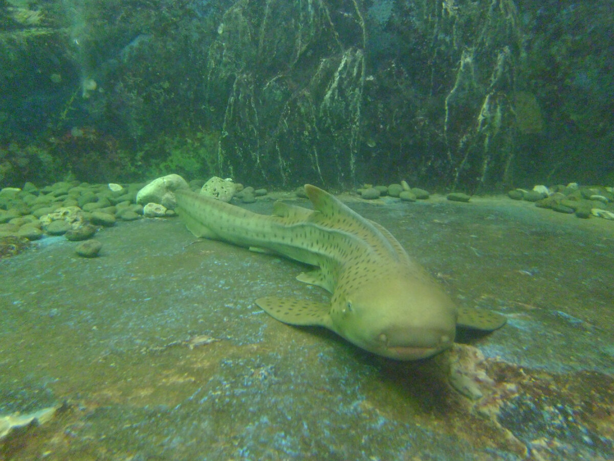 Рифовая акула.