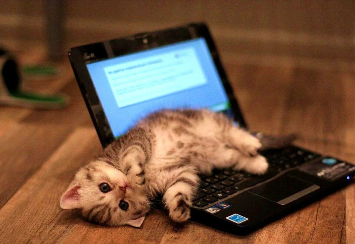 Коты за компьютером