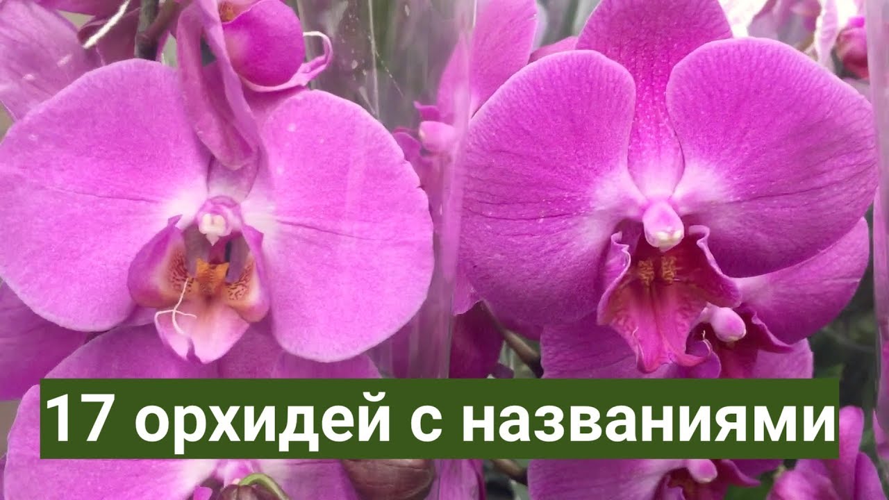 У нас цвели