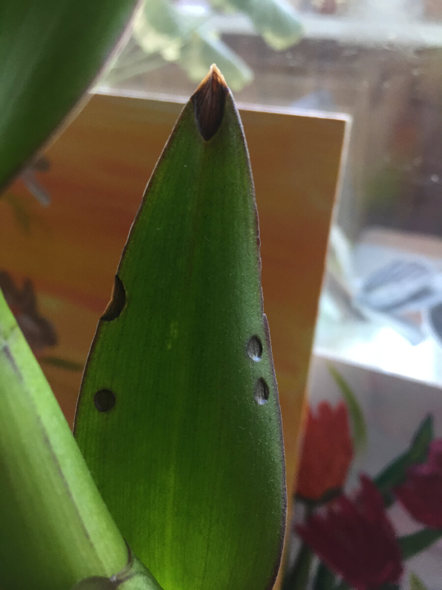 Такие вот ожоги на листьях дендробиума