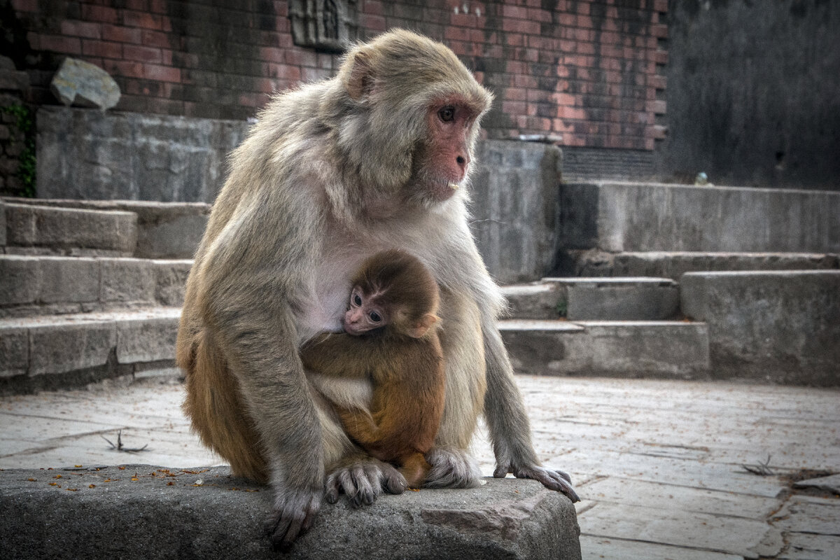 Сваямбунатх - Обезьянний храм, Катманду, Непал. 