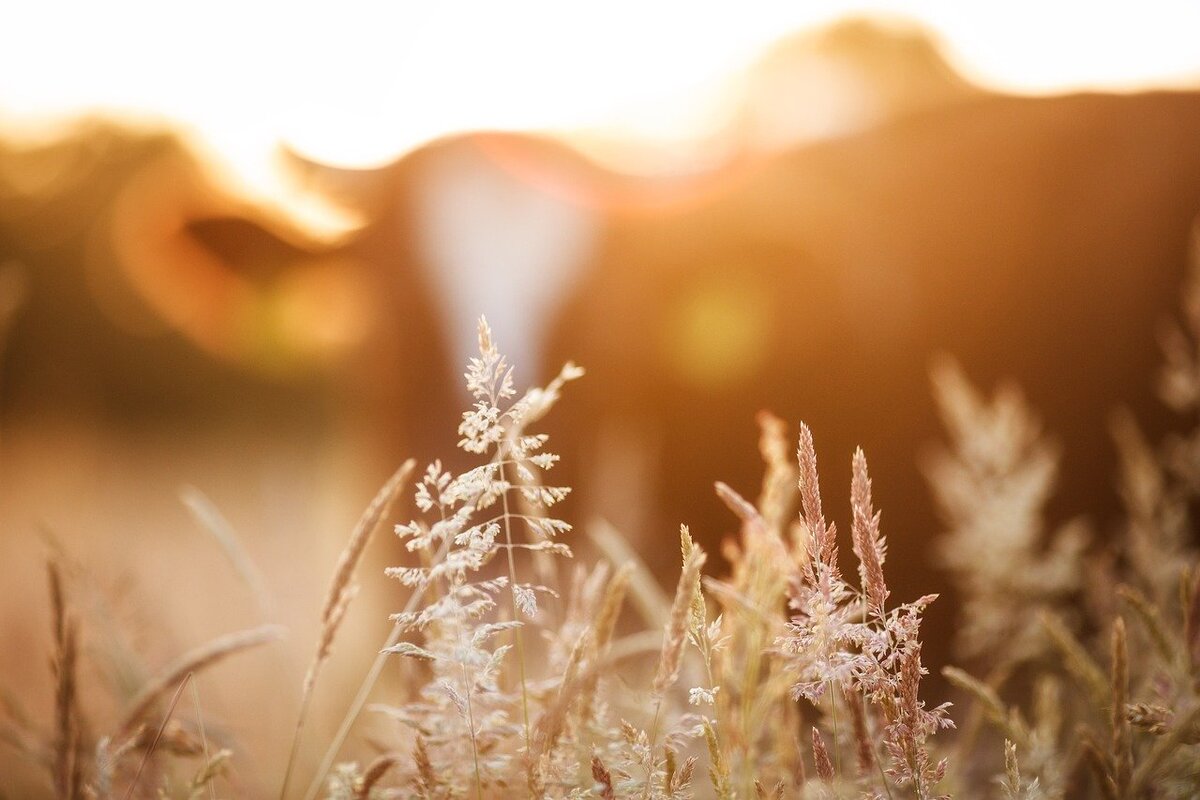 Фото: pixabay.com