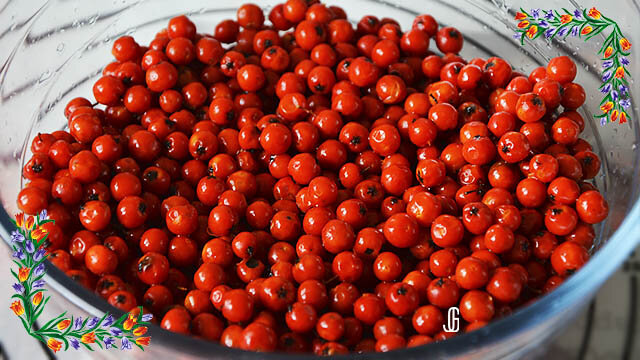 Рябина красная обыкновенная