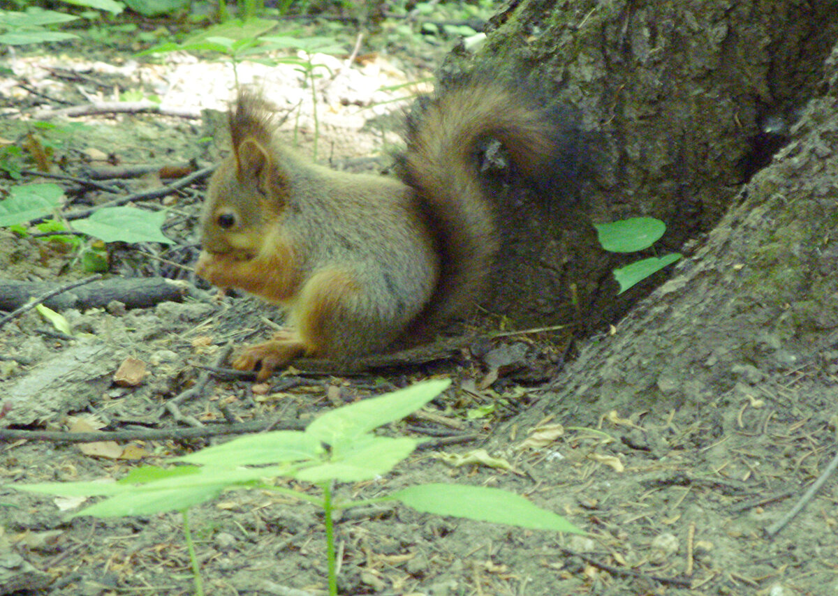 Белочка. Фото автора