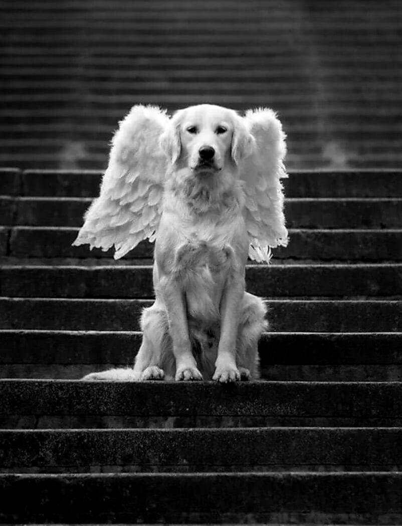 Фото из свободного доступа сети Интернет