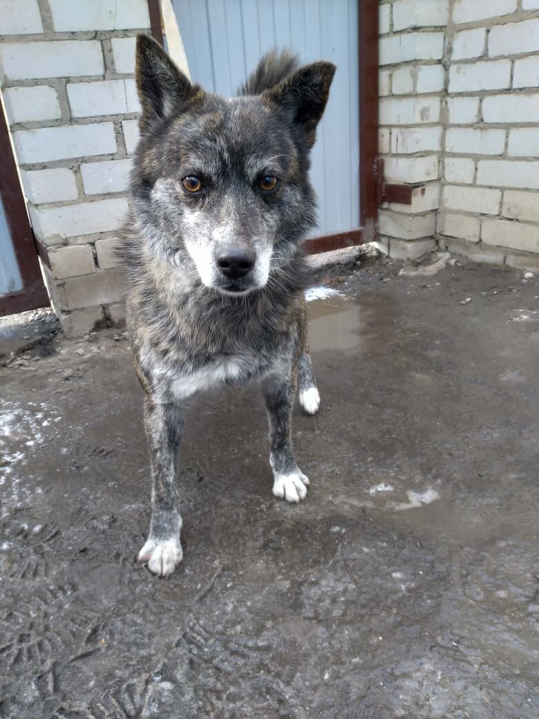 У Дружка очень грустные глаза. Он не понимает, за что с ним так...