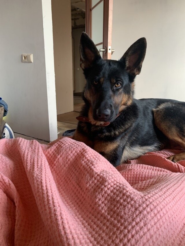 Представьте своего питомца. Его содержат в клетке и за кусочек сахара заставляют делать дебильные трюки.  В чем разница между тигром и домашней собакой? Фото: архив автора