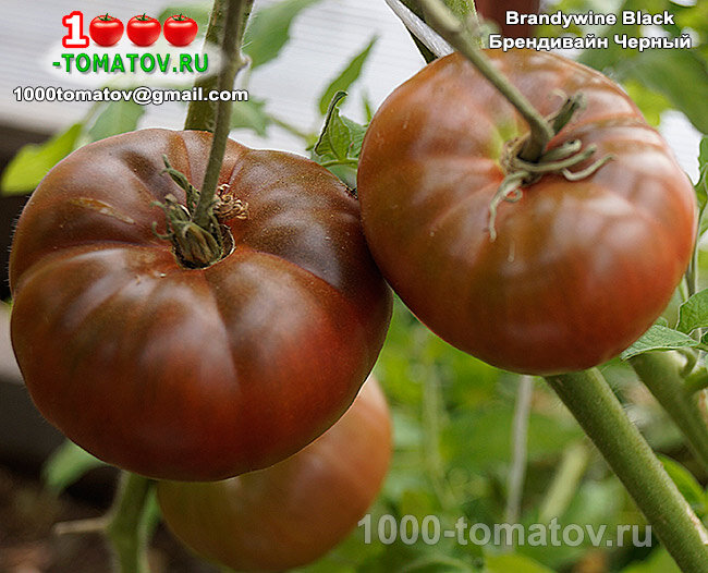 Томат Брендивайн Черный Brandywine Black фото2