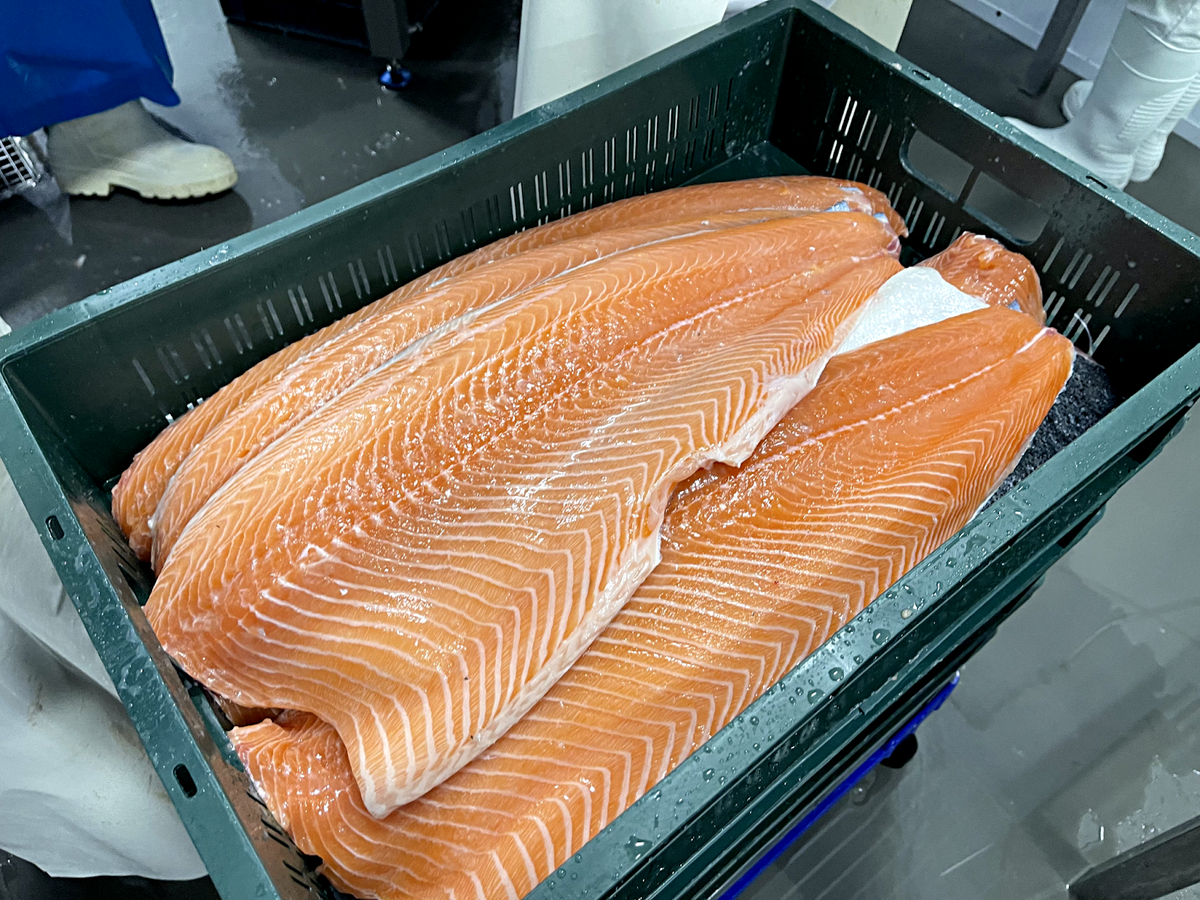 Филе атлантического лосося (сёмги) перед фасовкой на нашем производстве