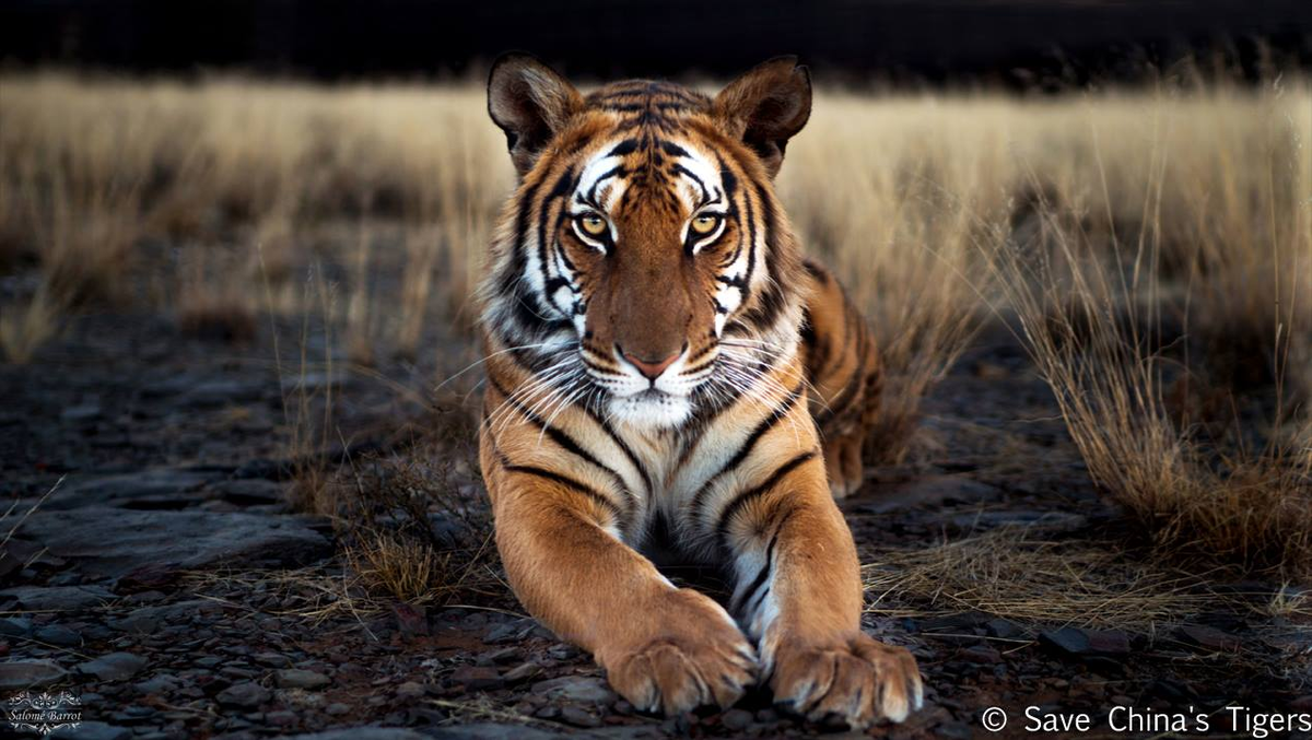 Когда на фотосессии просят показать тигра. 