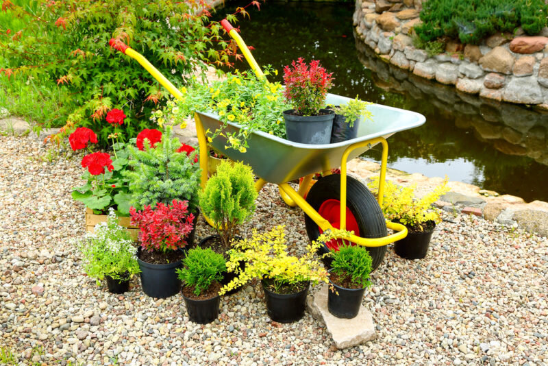 Хвойные растения. Иллюстрация для статьи используется по стандартной лицензии ©dachnyedela.ru