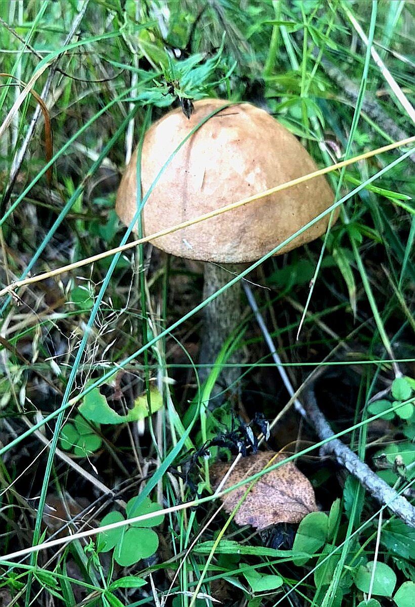 Пример фото на смартфон с обработкой