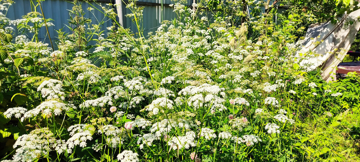Сорняки быстро расползаются по участку, если их не контролировать. 