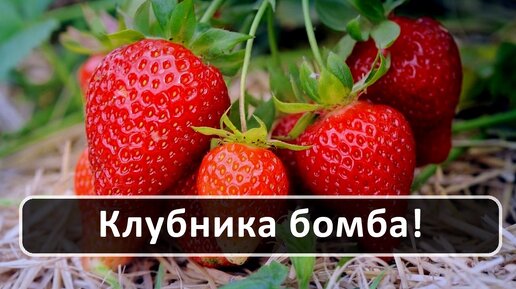 Клубника: ОГРОМНАЯ ЯГОДА без подкормок