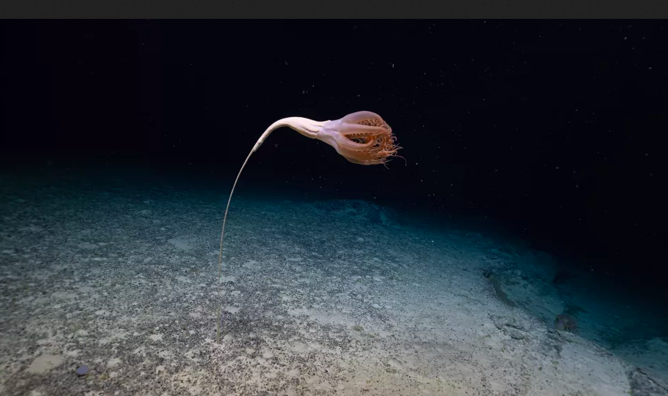 Фото: Ocean Exploration Trust 