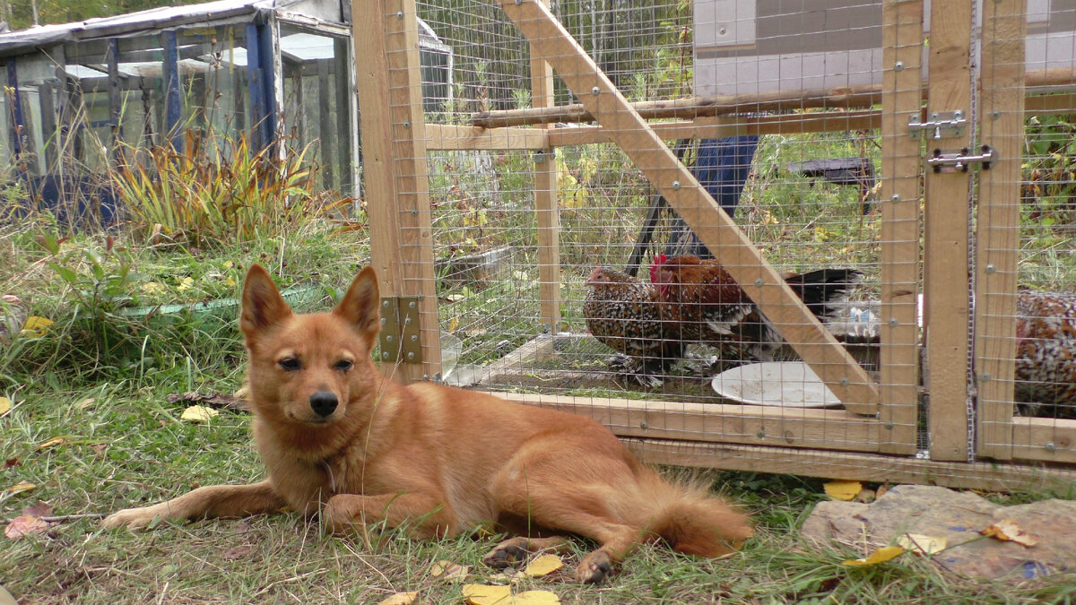 Аська охраняет курочек. 