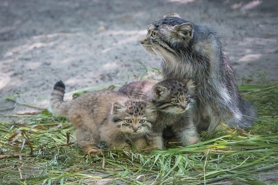    Одну из кошечек назовут Снежинкой. Фото: В.Габов