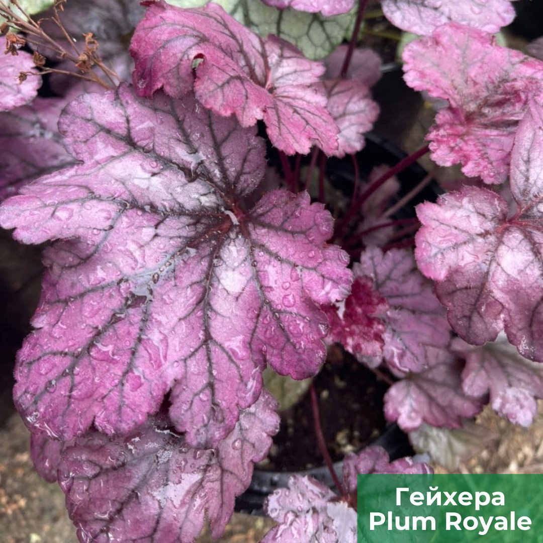 Гейхера Plum Royale