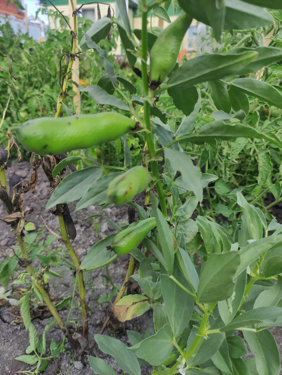 Это ещё не зрелые стручки бобов. Как раз для салата и для заморозки. 