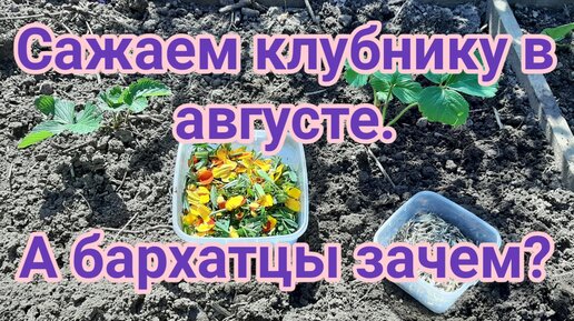 Как посадить клубнику в августе.