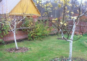 Когда утеплять деревья на зиму на Урале